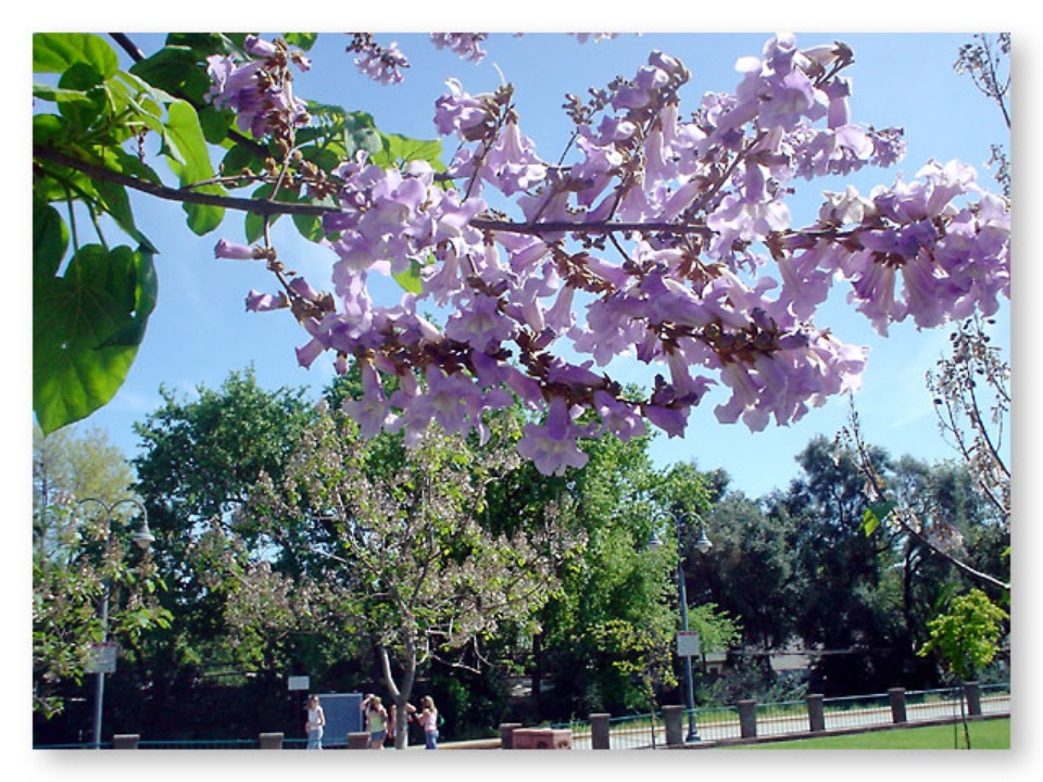 Empress Tree Davis LocalWiki