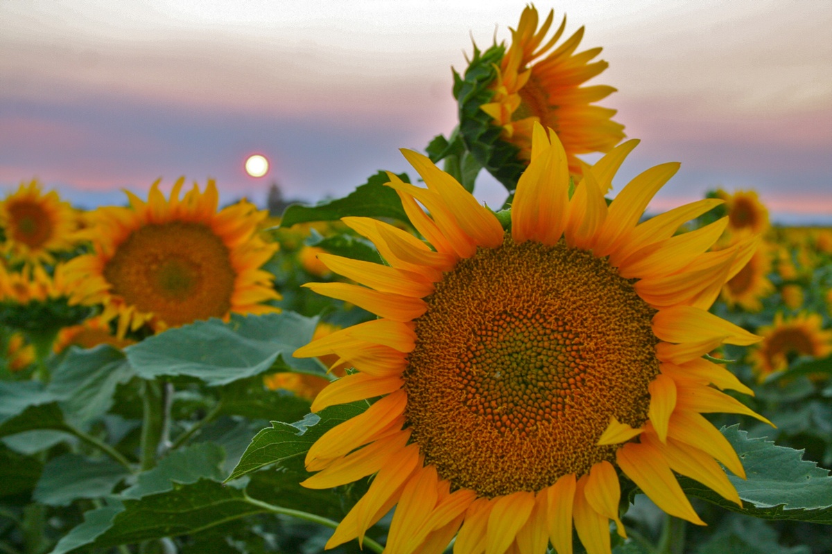 Information about "sflower.jpg" on sunflowers Davis LocalWiki