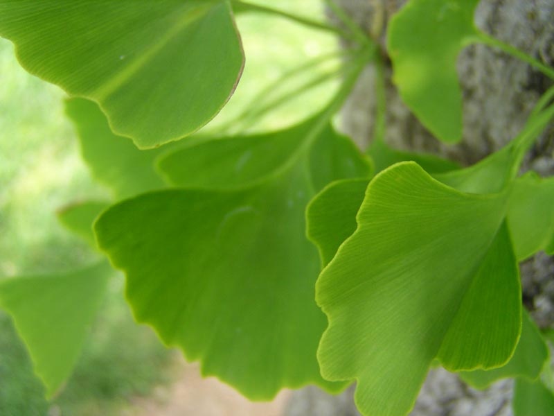 Information about "ginkgo_leaves.jpg" on ginkgo trees Davis LocalWiki