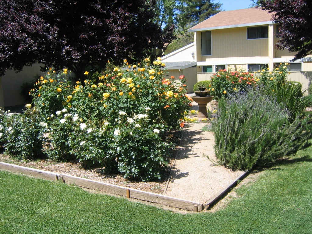 Information about "newpinonfountain.jpg" on pinon apartments Davis