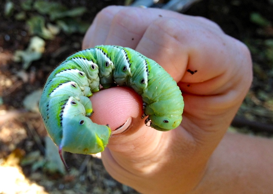 Information about "Hornworm2.jpg" on tomato hornworm Davis LocalWiki