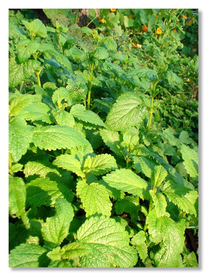 Lemon Balm Davis LocalWiki