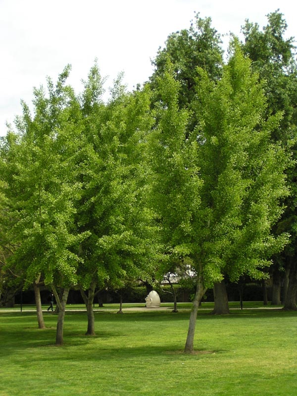 Ginkgo Trees Davis LocalWiki
