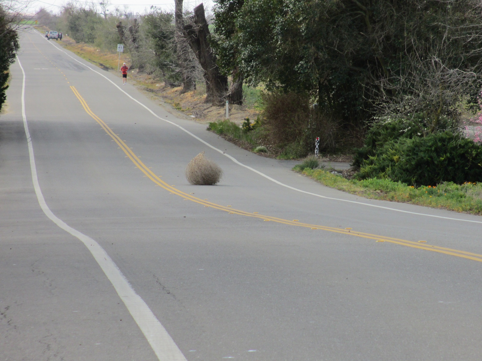 Information about "tumbleweed.jpg" on old davis road Davis LocalWiki