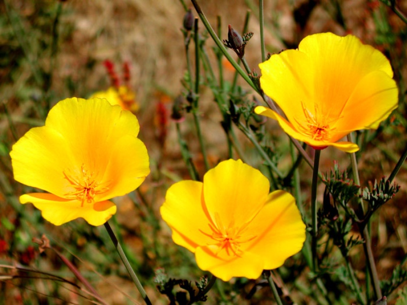 Flowers Santa Cruz LocalWiki