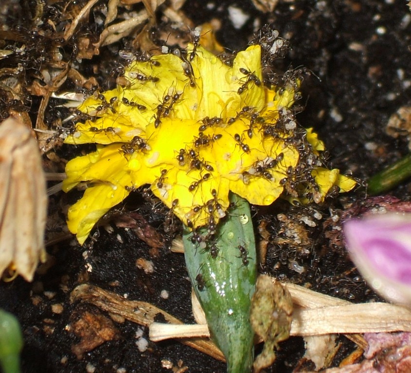 Information about "antsinmarigoldpot.jpg" on ants Davis LocalWiki