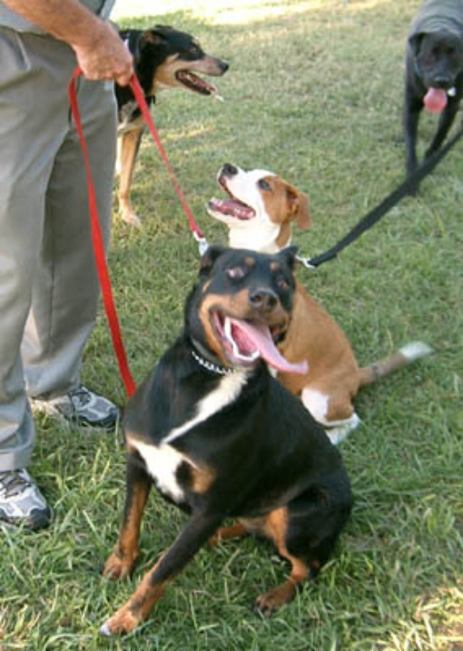 Community Park Dog Run Davis LocalWiki