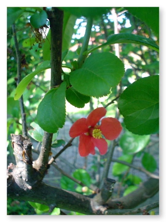 Flowering Quince Davis LocalWiki
