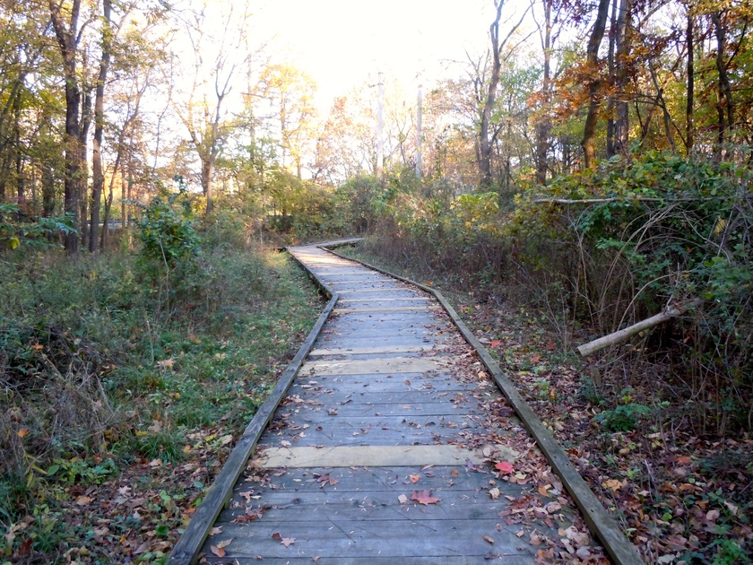 Busey Woods ChampaignUrbana LocalWiki