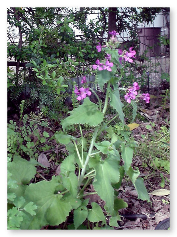 Money Plant Davis LocalWiki