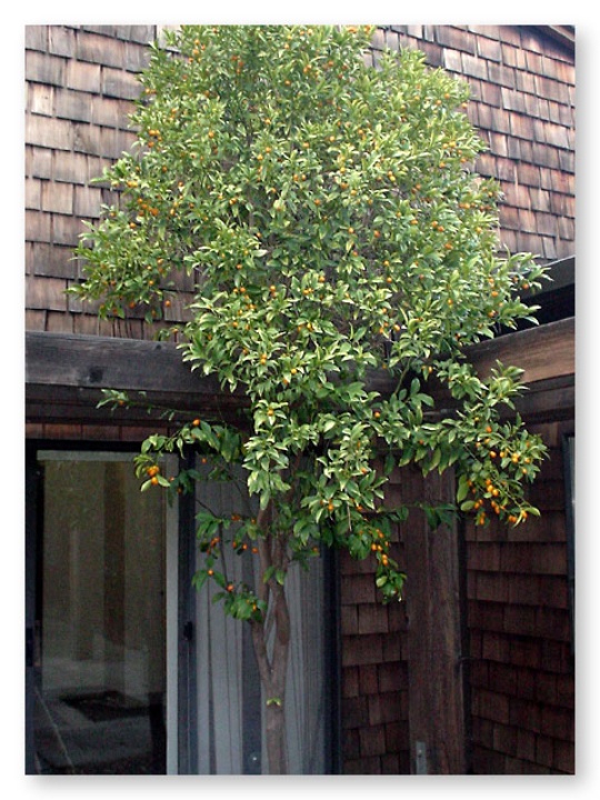 Kumquat Trees Davis LocalWiki