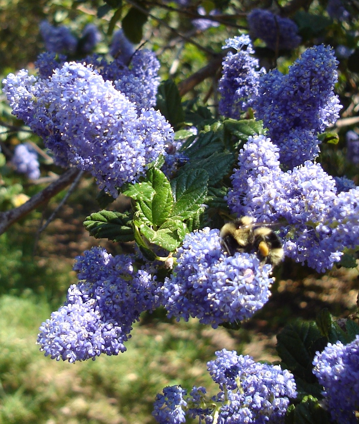 Information about "AprilBeeLilacs.JPG" on spring flowers Davis