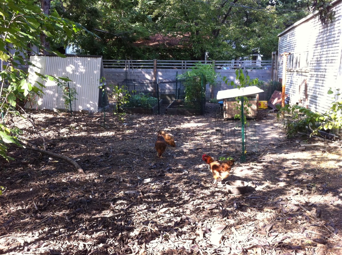 Information about "backyardchickens_springfieldandcoler.JPG" on