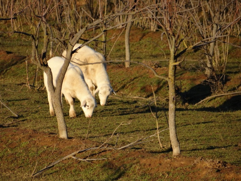 Farming YubaSutter LocalWiki