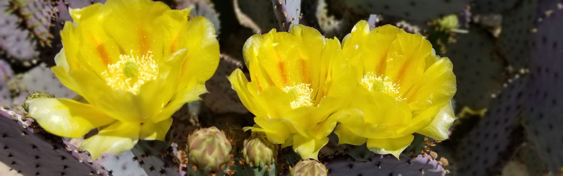 Information About Plants In Tucson, AZ Cactus, Natives, Weeds, Trees