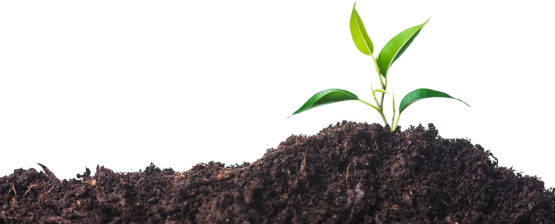 saplingindirt Lockport, NY