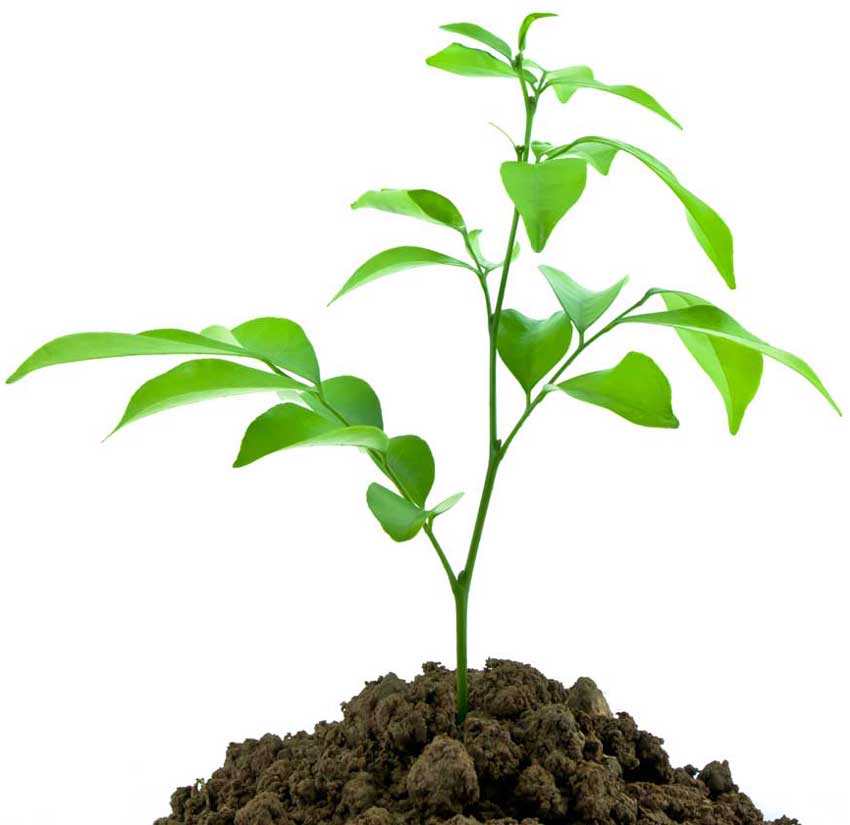 Sapling Lockport, NY