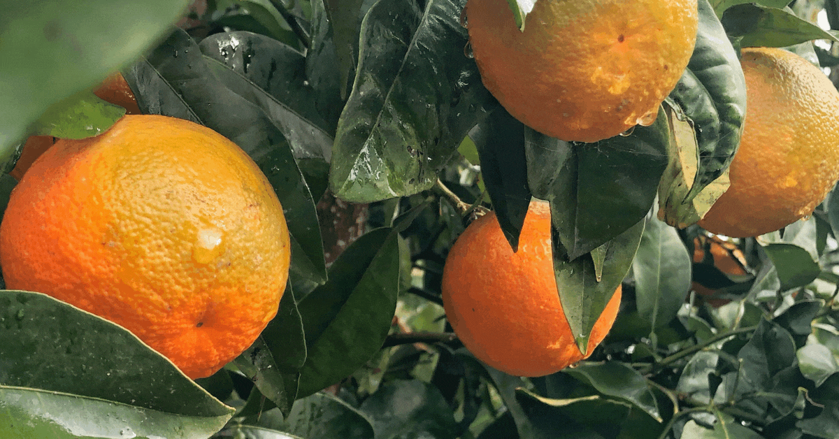 Citrus Greening Battle Finds Powerful Ally in Biologicals