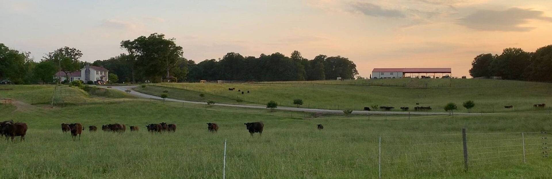 Locust Level Farm Purebred Angus Cattle Farm in Virginia