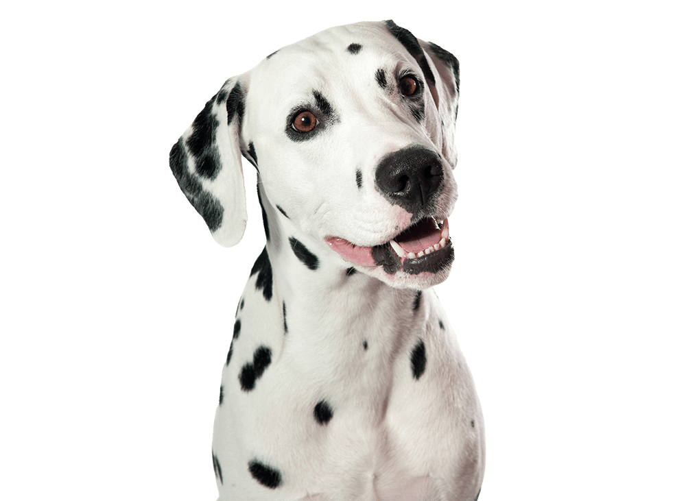 Pet Allergies Lexington, Locust Trace Veterinary Clinic