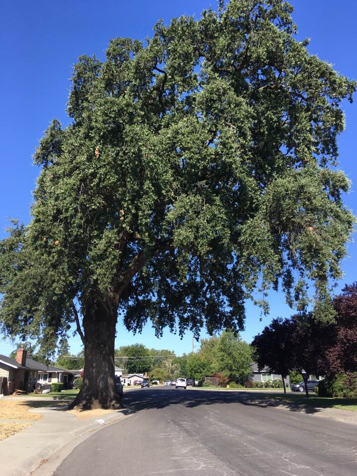 valley oak tree root system Viki Bogan