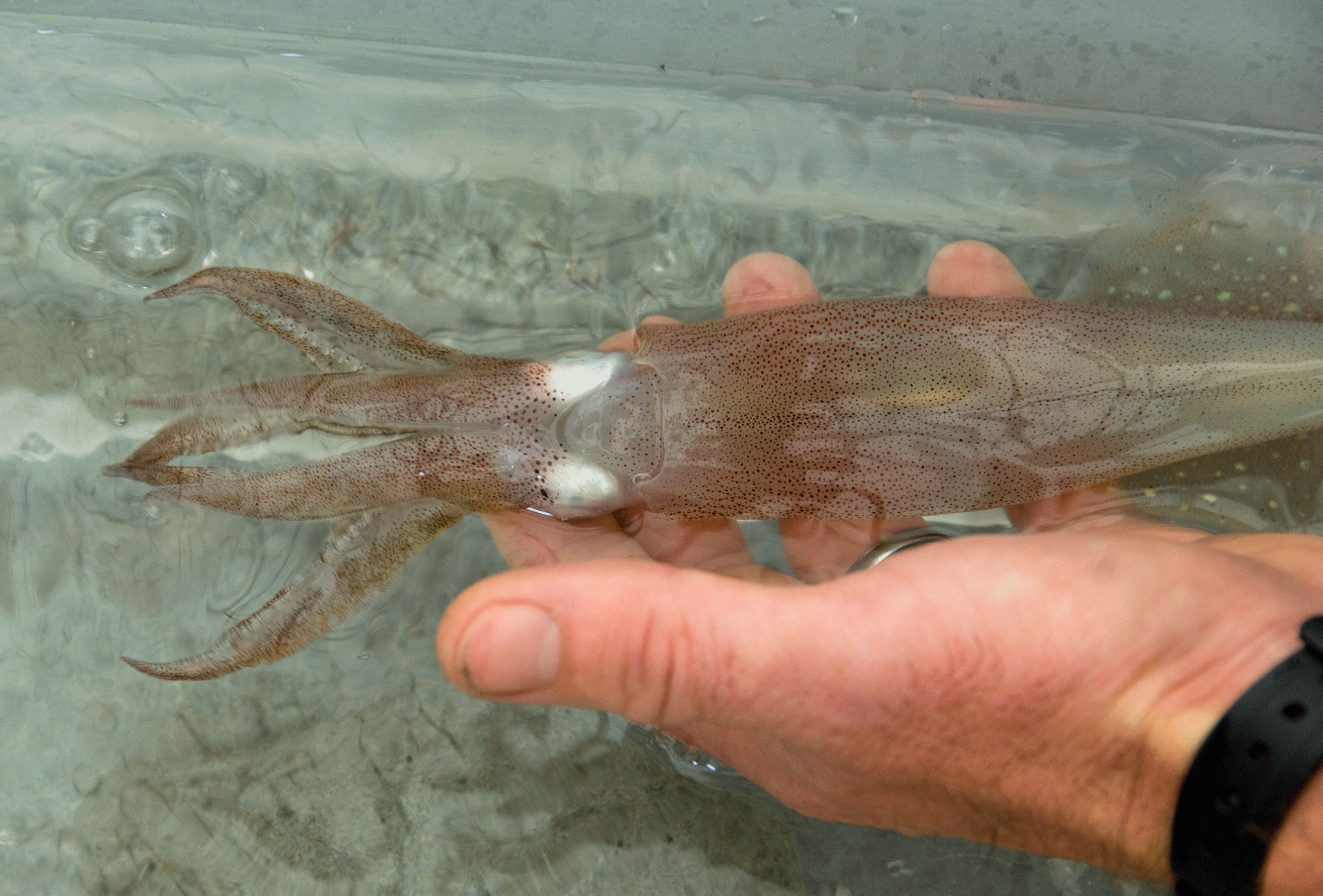Living on Earth Sound in the Sea