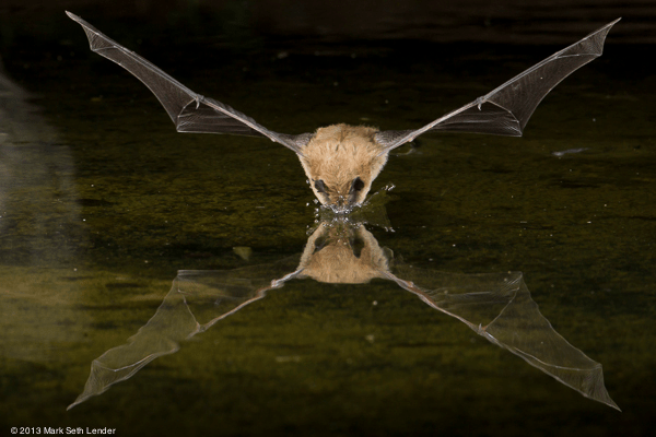Living on Earth Bats Seeking Water