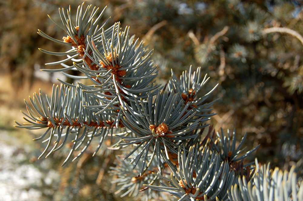 Living on Earth Renting Trees Keeps the Christmas Spirit Alive