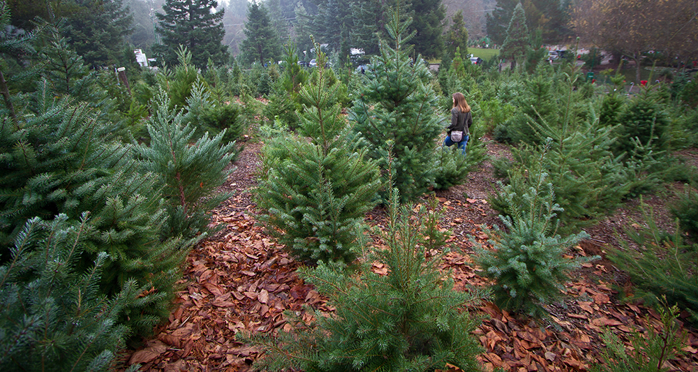 Living on Earth Renting Trees Keeps the Christmas Spirit Alive