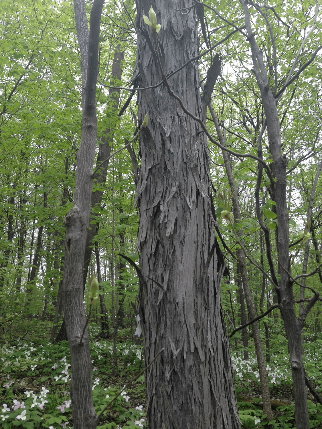 Living on Earth Building a Sanctuary for Endangered Bats