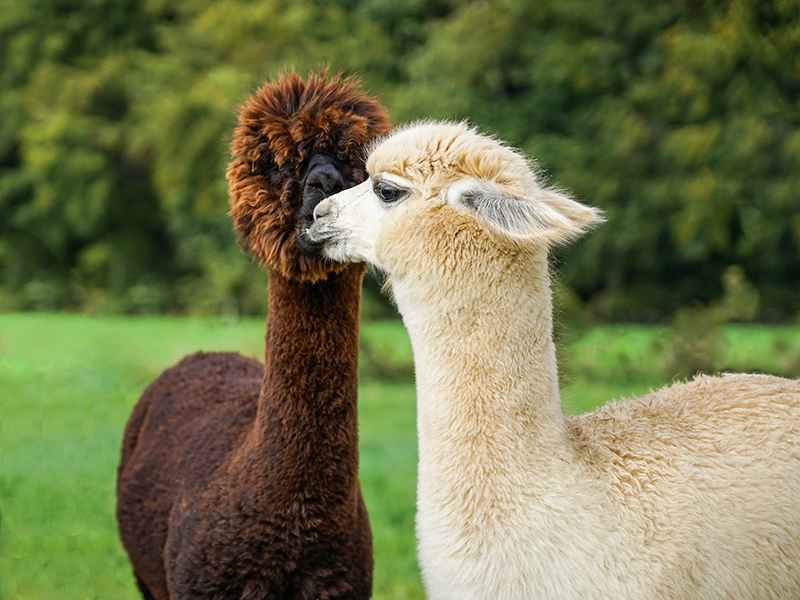 Hof Löbke GmbH & Co. KG Alpakas am Rochus