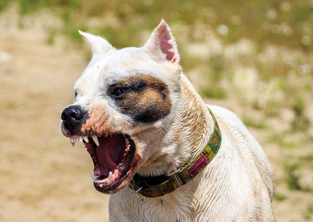 Phoenix Dog Bite Lawyer Dog Bite Attorney Phoenix