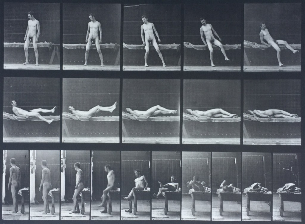 Eadweard Muybridge, Animal The Eye of Photography