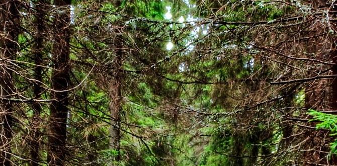 forest bathing experiences in Taiwan forest bathing experiences in Taiwan