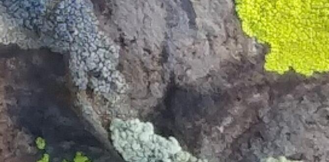 least crowded wild lichen picking spots least crowded wild lichen picking spots