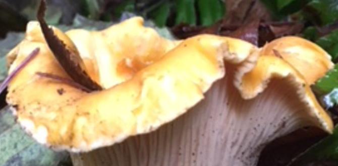 least crowded wild mushroom foraging areas least crowded wild mushroom foraging areas