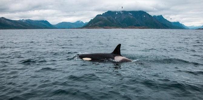 least known whale watching destinations