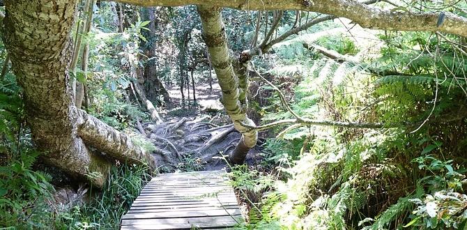 most extreme jungle net bridge decathlons most extreme jungle net bridge decathlons