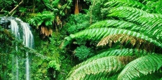 rainforest canopy walks in Costa Rica rainforest canopy walks in Costa Rica