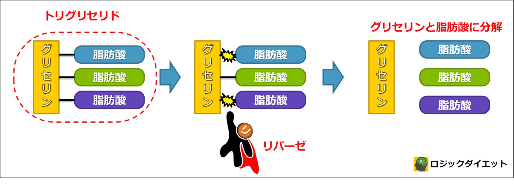 カルニチンでダイエット?!体脂肪を燃やす方法を図解で徹底解説！ ロジックダイエット