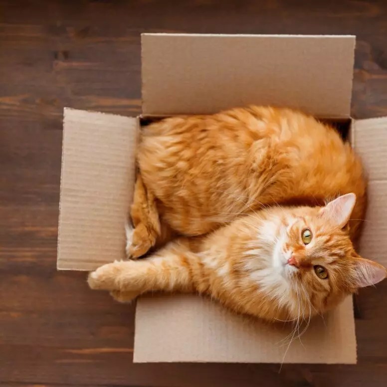 7 Reasons Why Do Cats Like Cardboard Boxes So Much 2024 Guide
