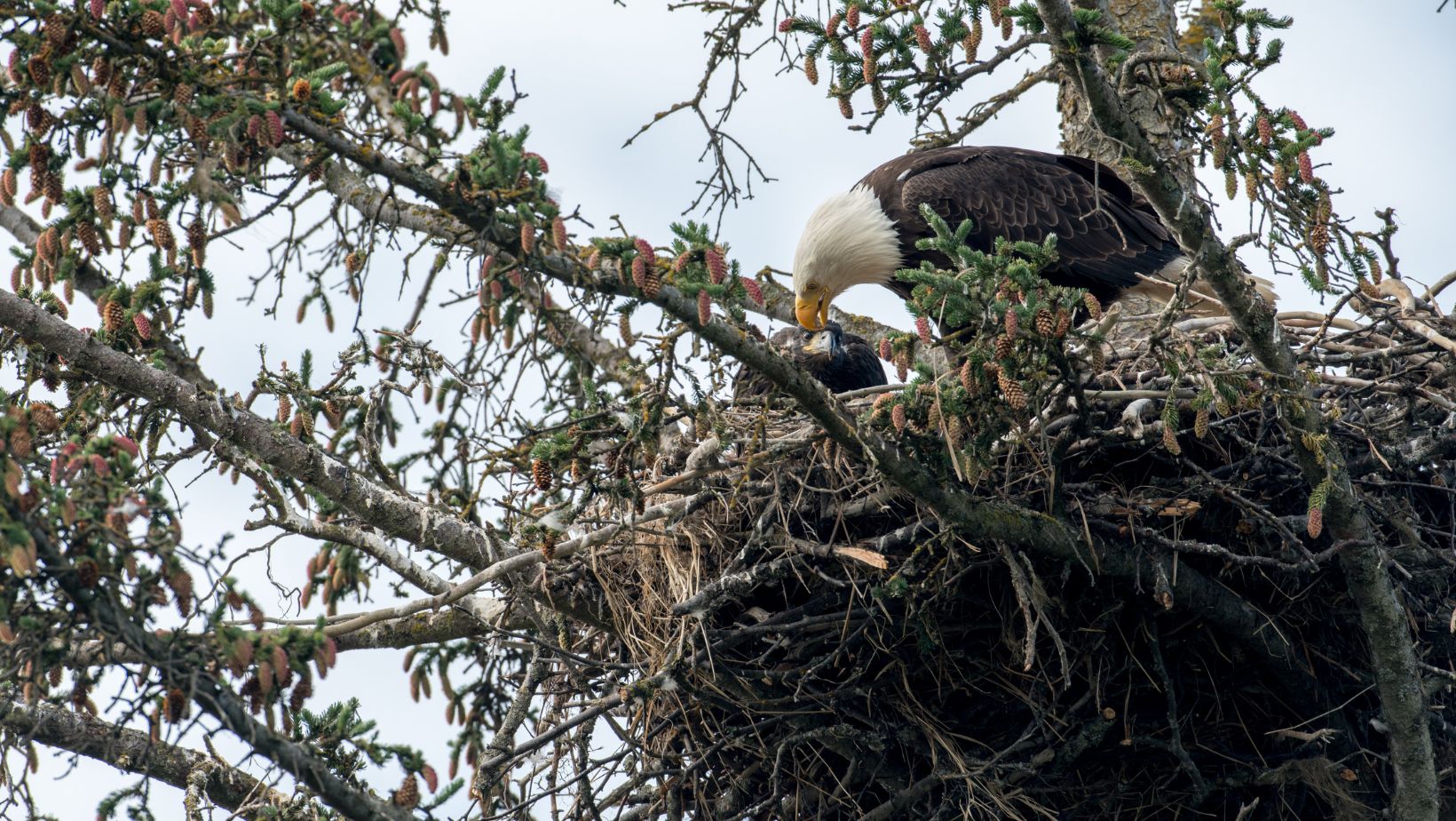 Big Bear Eagle Live Cam Watch Majestic Eagles Soar in Real Time!