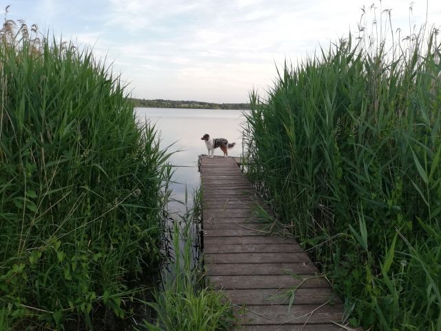 Urlaub Redder am See mit Euren Hunden, Zaun, WLAN, inkl. Seeblick