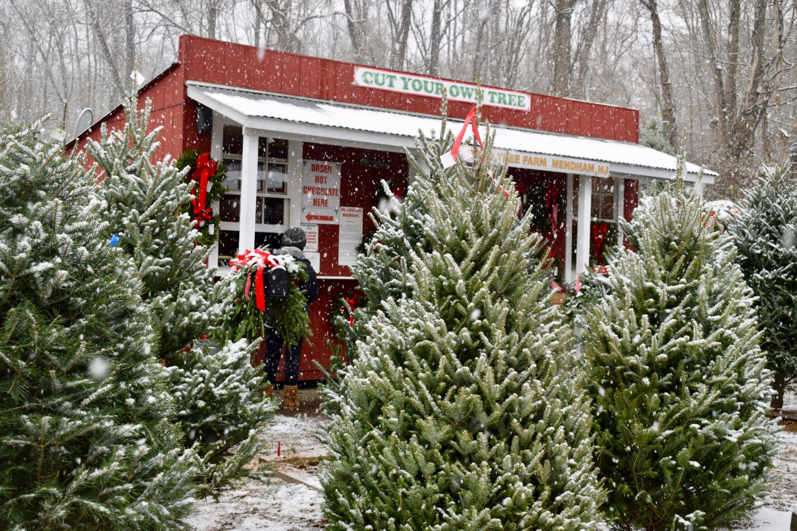 Christmas Tree Prices are Rising Logistics Viewpoints
