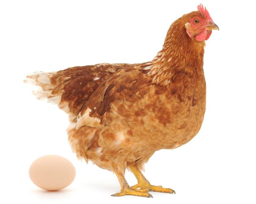 How Bird Flu is Impacting the Egg Supply Chain Logistics Viewpoints