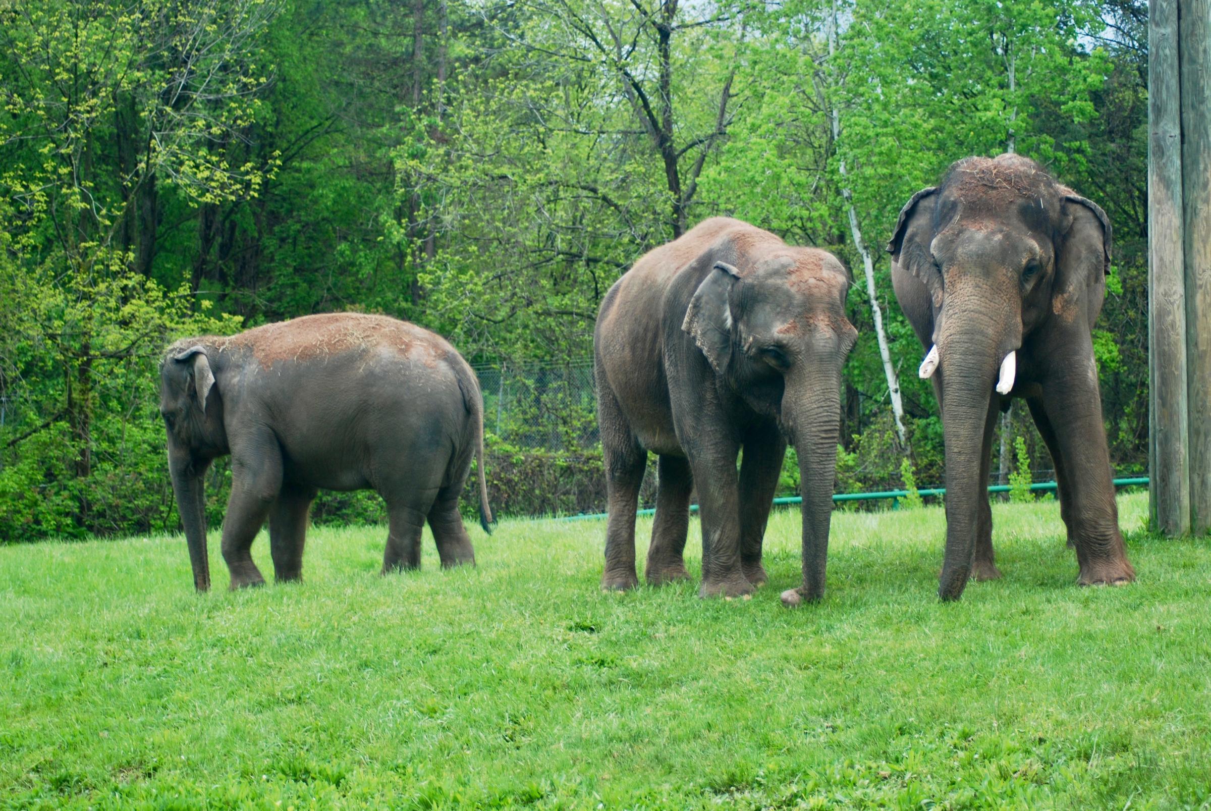 Syracuse Zoo Logo LogoDix