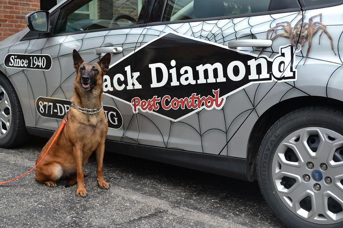 Black Diamond Pest Control Logo