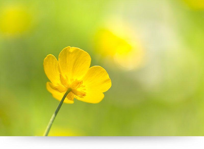 Yellow and Green Flower Logo