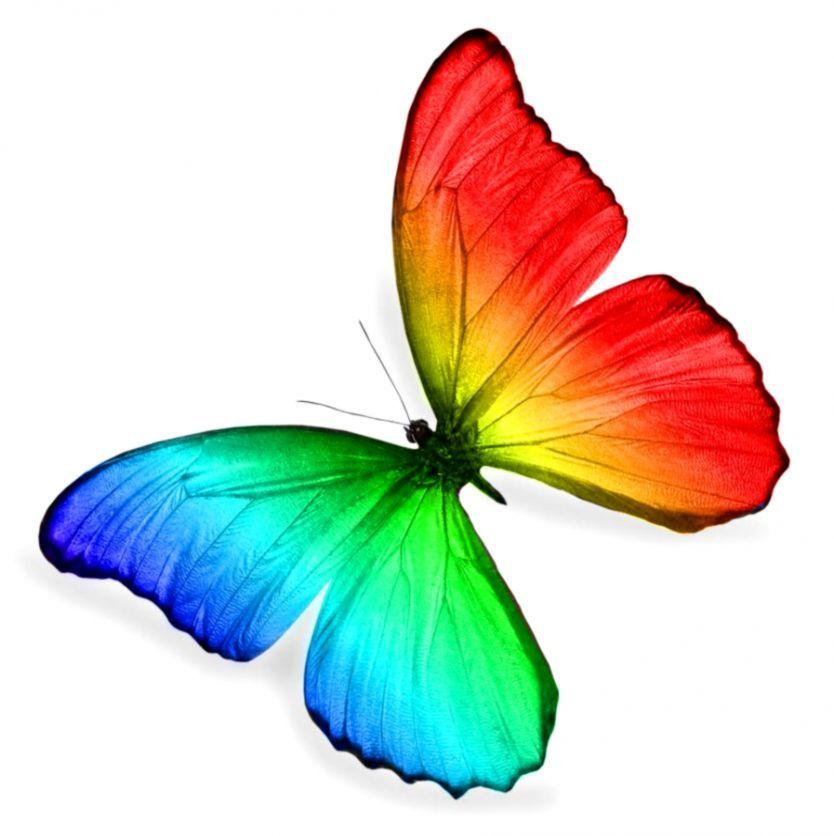 Rainbow Butterfly Logo LogoDix