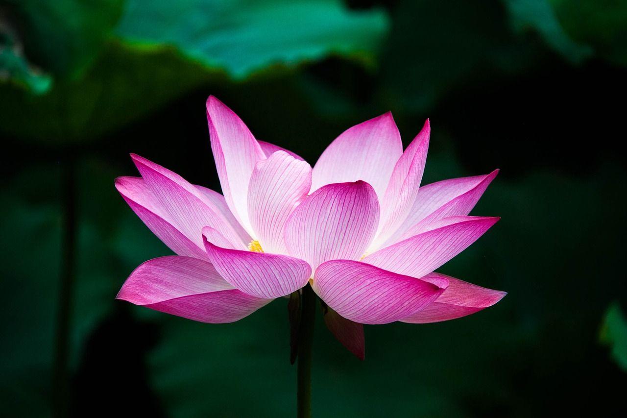 Pink Lotus Flower Logo